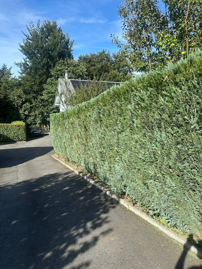 taille d’arbustes et haies