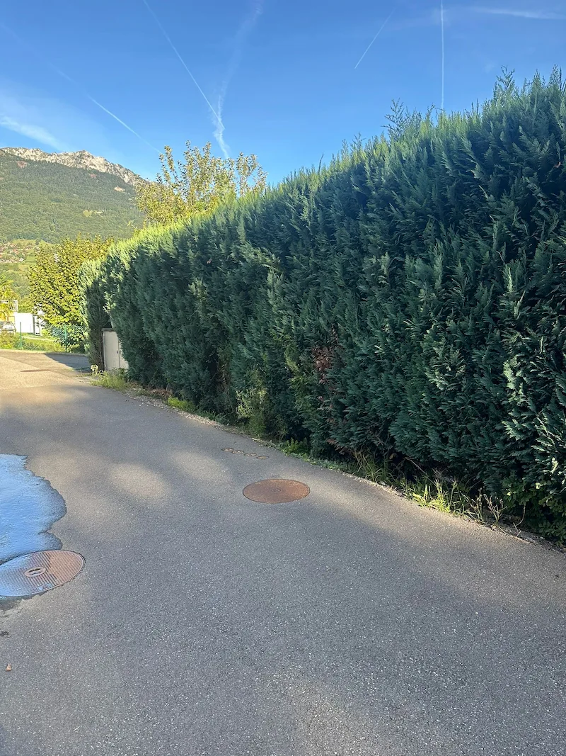 taille de haie jardin