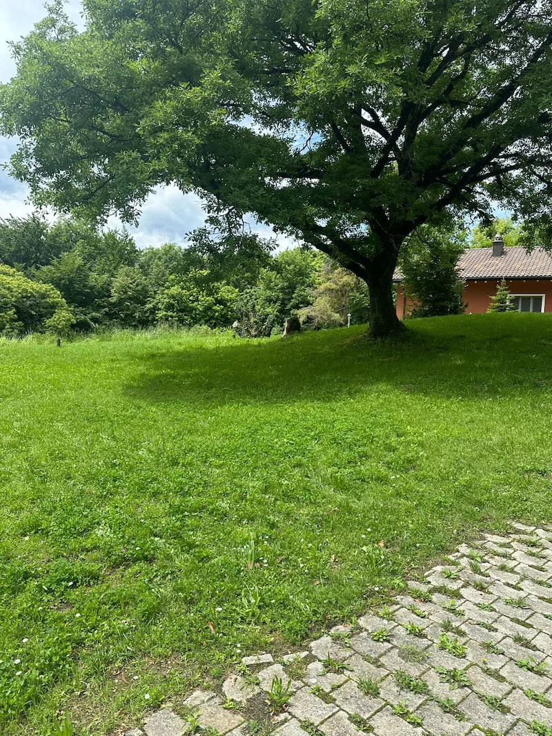 tonte de gazon jardin